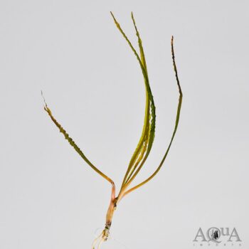 Cryptocoryne retrospiralis