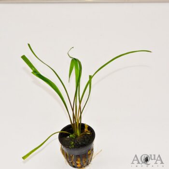 Cryptocoryne spiralis