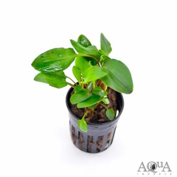 Cryptocoryne undulata