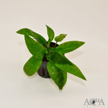 Cryptocoryne usteriana