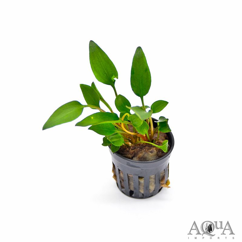 Cryptocoryne willisii