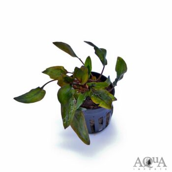 Cryptocoryne walkeri