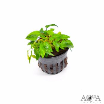 Cryptocoryne wendtii 'Green'