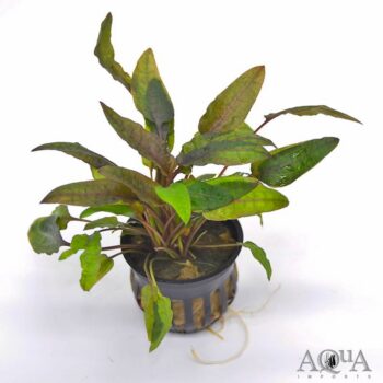 Cryptocoryne wendtii Bronze