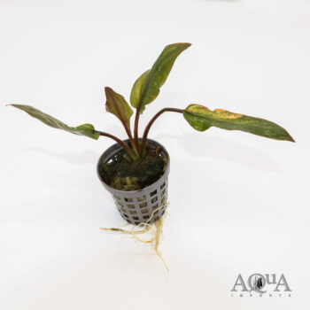 Cryptocoryne wendtii 'Florida Sunset'