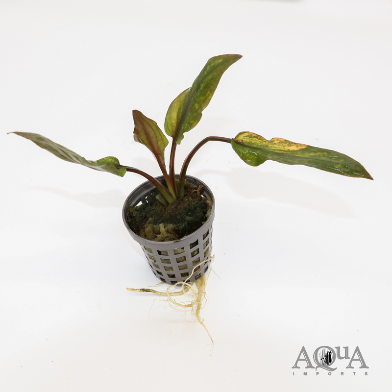 Cryptocoryne wendtii 'Florida Sunset'