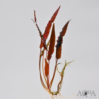 Cryptocoryne wendtii 'Red'