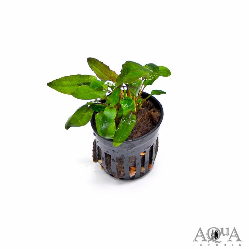 Cryptocoryne wendtii Tropica