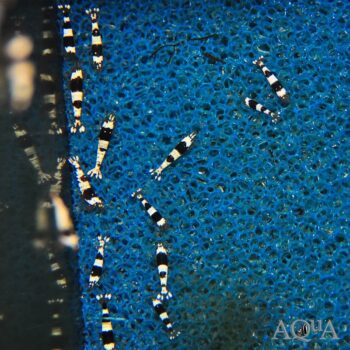 Crystal Black Shrimp (Caridina cf. cantonensis)