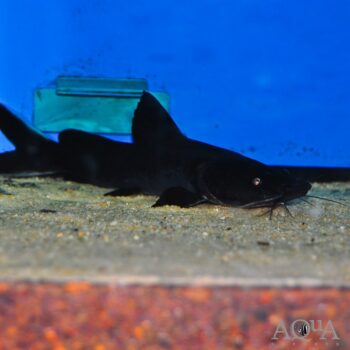 Crystal Eyed Catfish (Hemibagrus wyckii)
