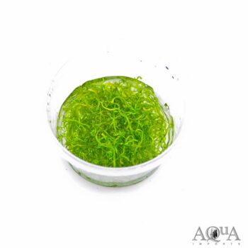 Crystalwort Riccia Fluitans