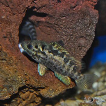 Cuban Cichlid (Nandopsis tetracanthus)