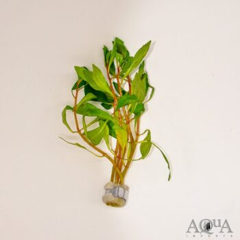 Cuban Ludwigia (Ludwigia inclinata 'Cuba')