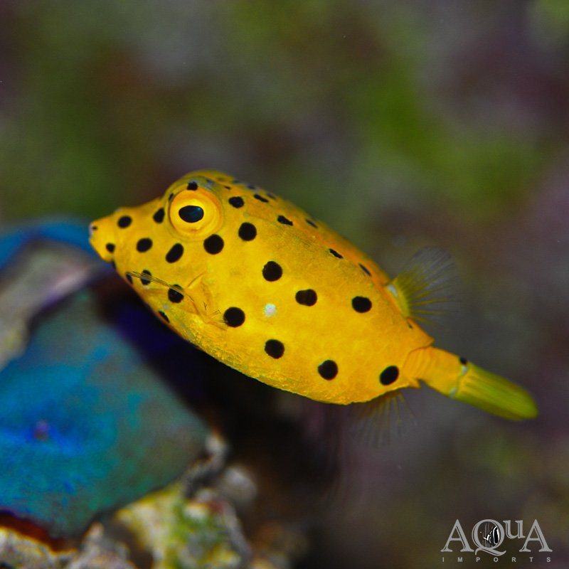 Cubicus Boxfish (Ostracion cubicus)