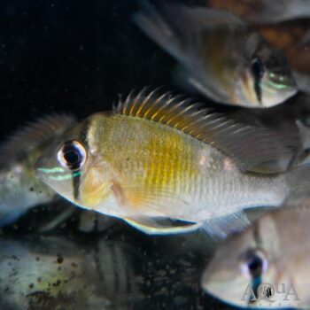 Rio Itaya Red Cupid Cichlid (Biotodoma cupido 'Rio Itaya')