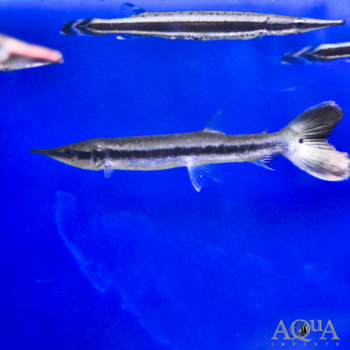 Giant Pike Characin/Bicuda (Boulengerella cuvieri)