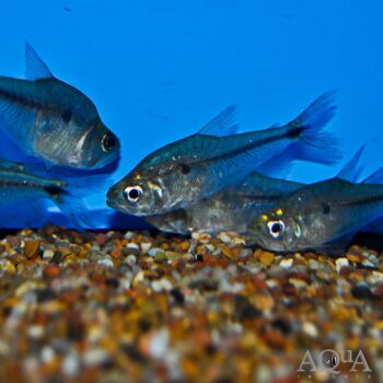Glass Headstander (Charax gibbosus)