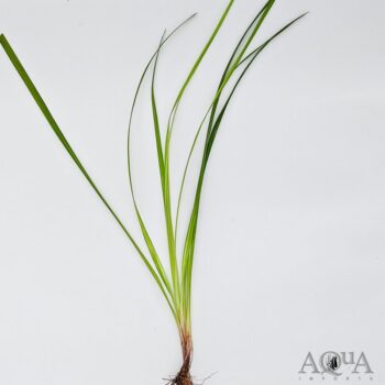 Cyperus helferi