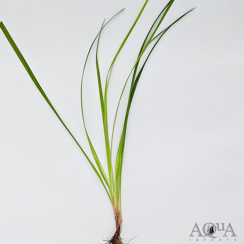 Cyperus helferi