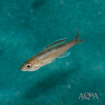 Cyprichromis leptosoma 'Kitumba' blue