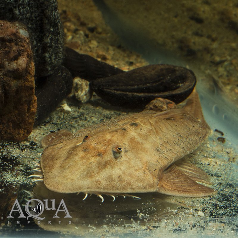 Red Morph Chameleon Loricaria (Pseudohemiodon apithanos 'red')