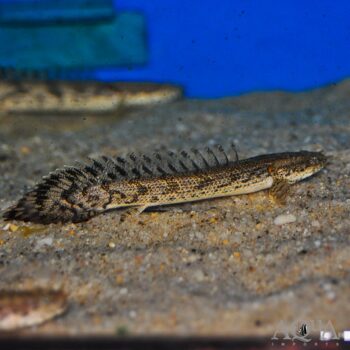 Dabola Bichir (Polypterus sp. 'Dabola')