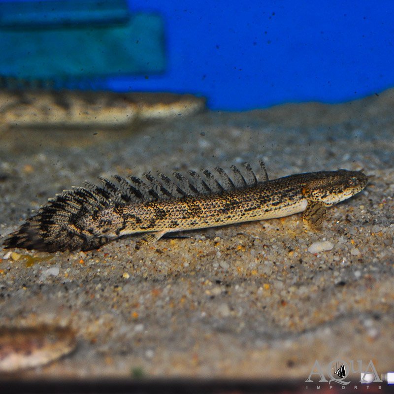 Dabola Bichir (Polypterus sp. 'Dabola')