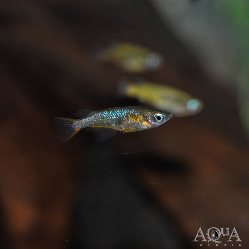 Daisy's Blue Ricefish (Oryzias woworae)