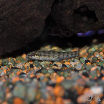Banded Darter Characin (Characidium cf. fasciatum)