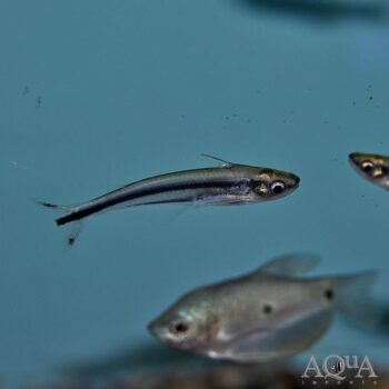 Debauwi Catfish (Pareutropius buffei)