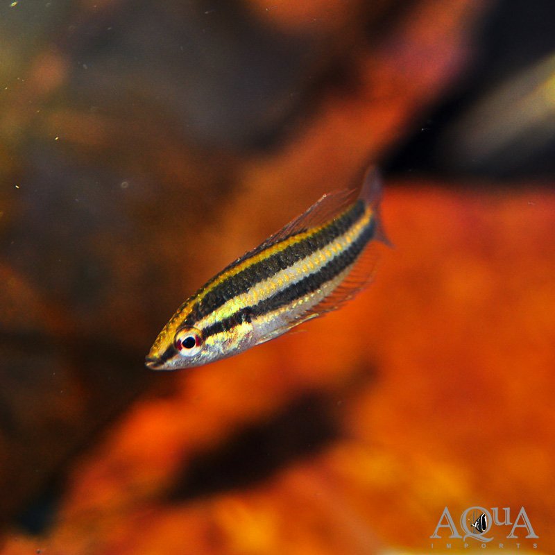 Deissneri Licorice Gourami (Parosphromenus deissneri) - Image 2