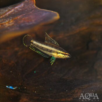 Deissneri Licorice Gourami (Parosphromenus deissneri)