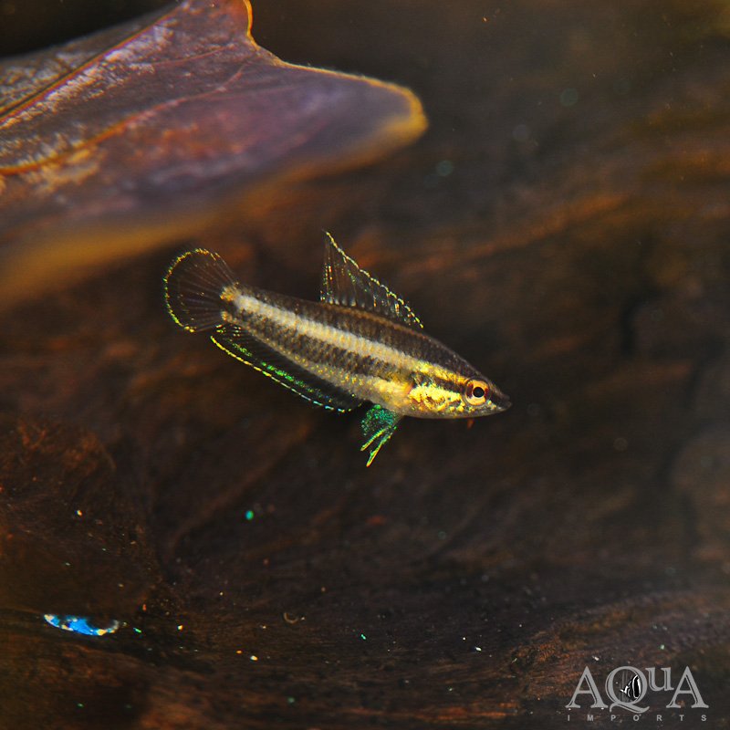 Deissneri Licorice Gourami (Parosphromenus deissneri)