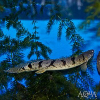 Delhezi Bichir (Polypterus delhezi)