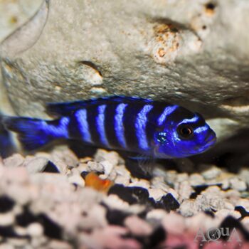 Demasoni Cichlid (Pseudotropheus demasoni)