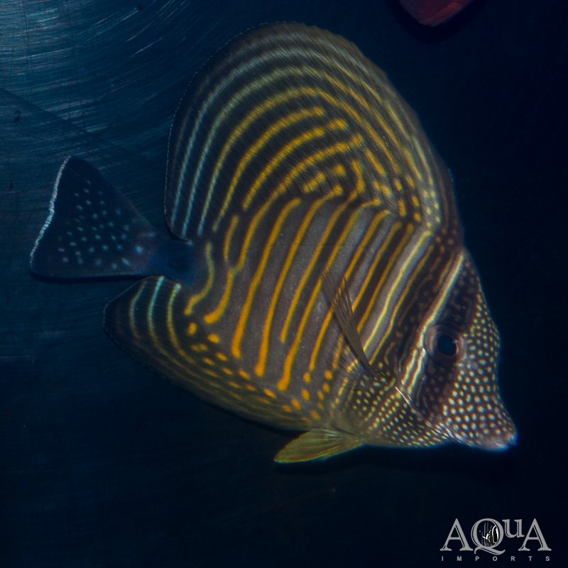 Desjardin Sailfin Tang (Zebrasoma desjardini)