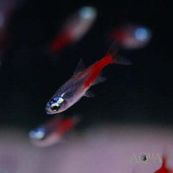 Diamond Head Neon Tetra