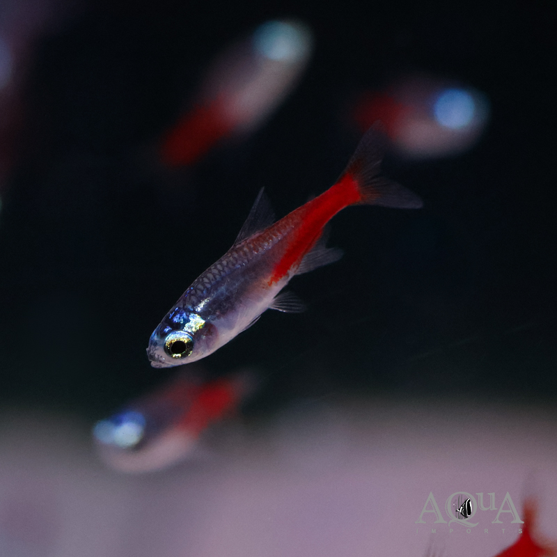 Diamond Head Neon Tetra