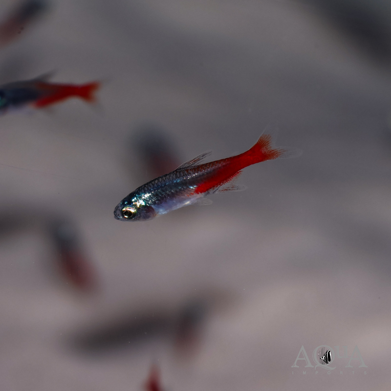 Diamond Head Neon Tetra