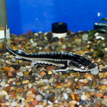 Diamond Sturgeon (Acispenser gueldenstaedtii)