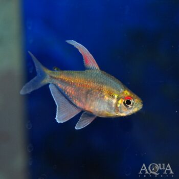 Diamond Tetra (Moenkhausia pittieri)