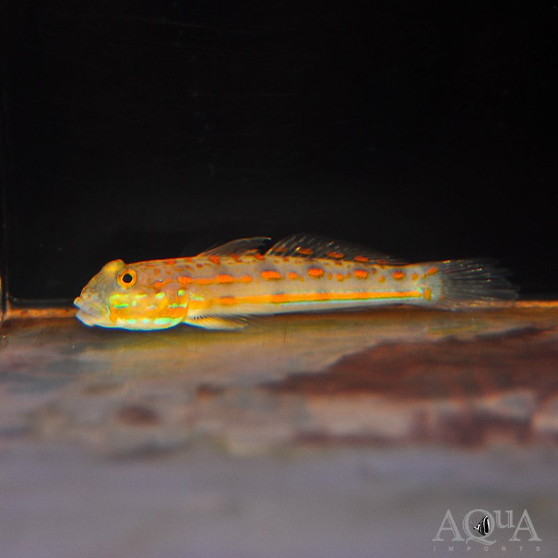 Diamond Watchman Goby (Valenciennea puellaris)