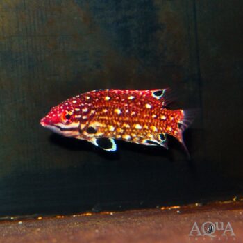 Dianas Hogfish (Bodianus diana)