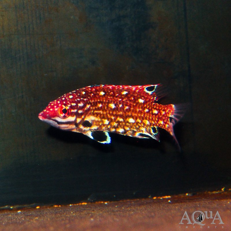 Dianas Hogfish (Bodianus diana)