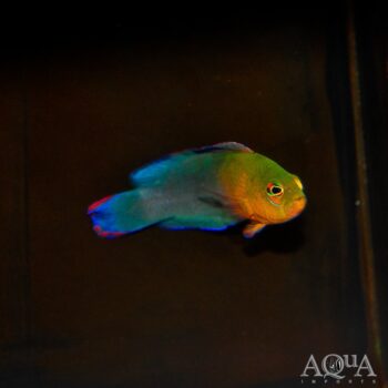 Dilectis Dottyback (Pseudochromis dilectus)