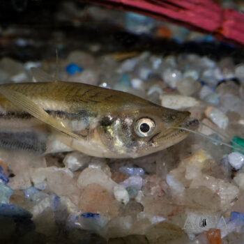 Dinema Catfish (Belodontichthys dinema)