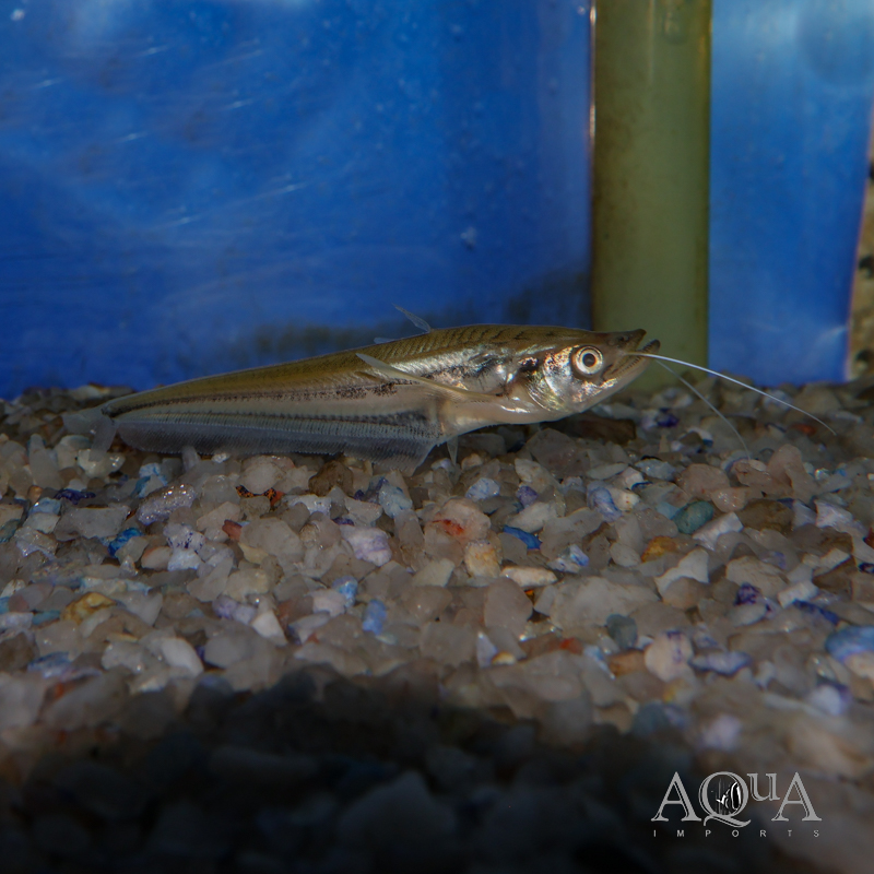 Dinema Catfish (Belodontichthys dinema)