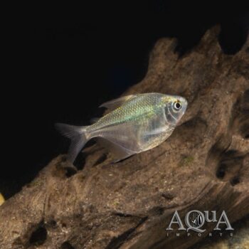 Discus Tetra (Brachychalcinus cf. orbicularis)