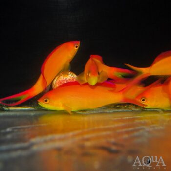 Dispar Anthias (Pseudanthias dispar)