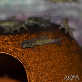 Doctor Fish (Garra rufa)